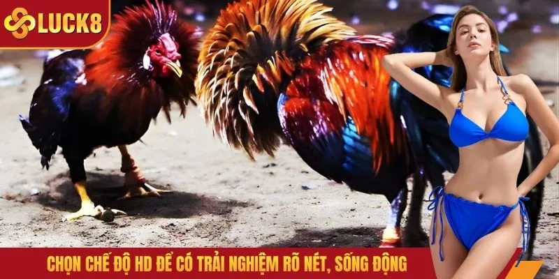 Chọn chế độ HD để có trải nghiệm rõ nét, sống động