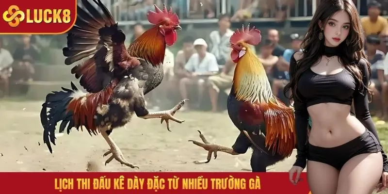 Lịch thi đấu kê dày đặc từ nhiều trường gà